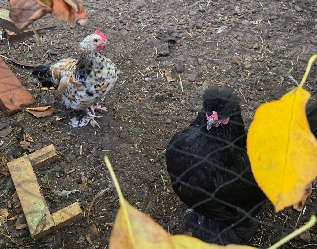 Haantje zoekt thuis, Dieren en Toebehoren, Mannelijk, Kip