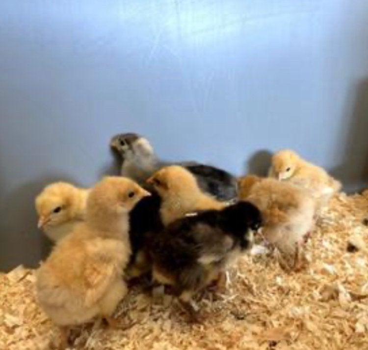 Legkip kuikens, Dieren en Toebehoren