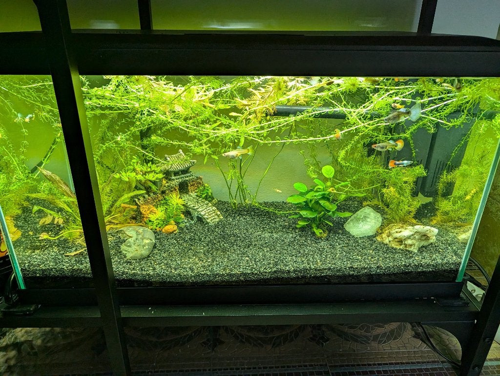 Aquarium 30 liter inclusief guppies, Ophalen, Pomp, Zo goed als nieuw, Gevuld zoetwateraquarium