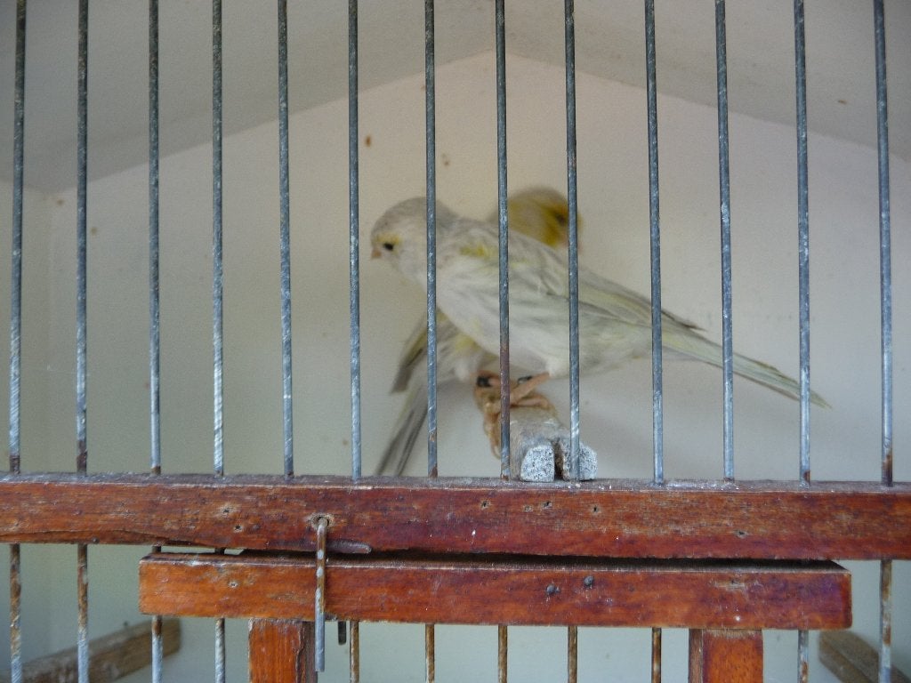 kanaries, Dieren en Toebehoren, Kleurkanarie