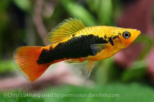 Hawaïplaty, Dieren en Toebehoren, Vis, Zoetwatervis, Schoolvis