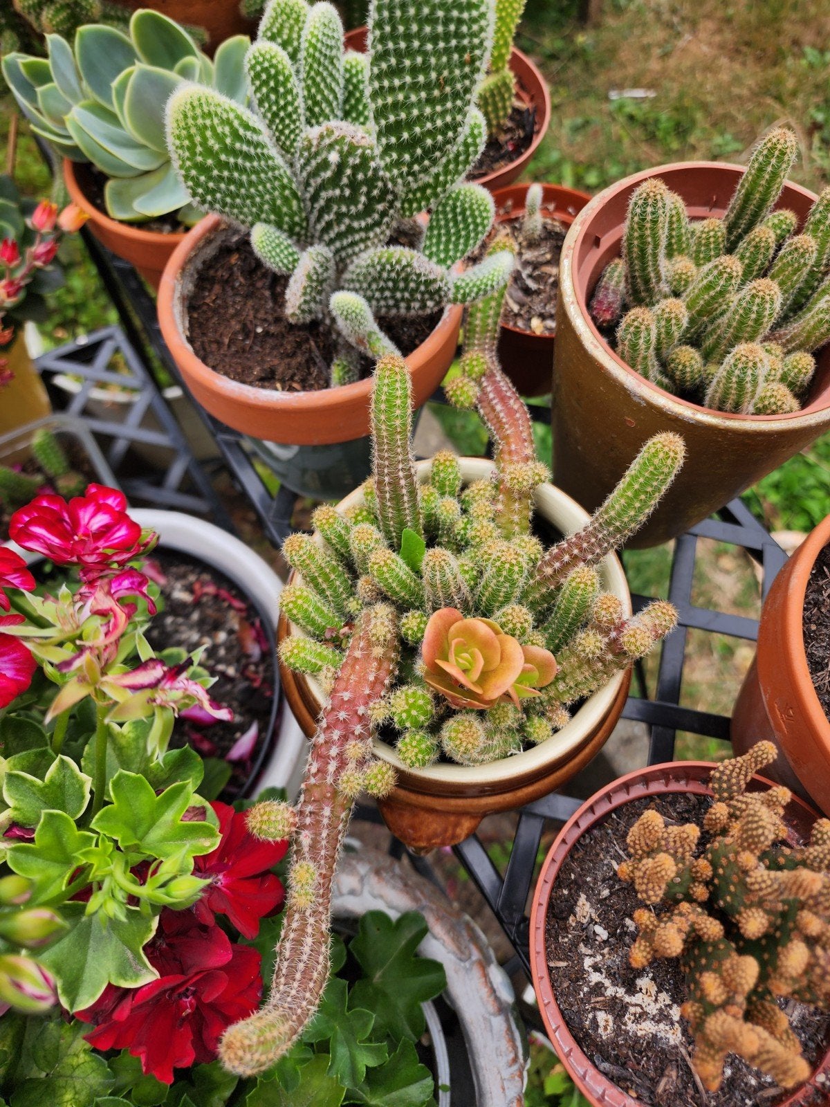 cactus, Tuin en Terras, Bloembollen en Zaden, Ophalen