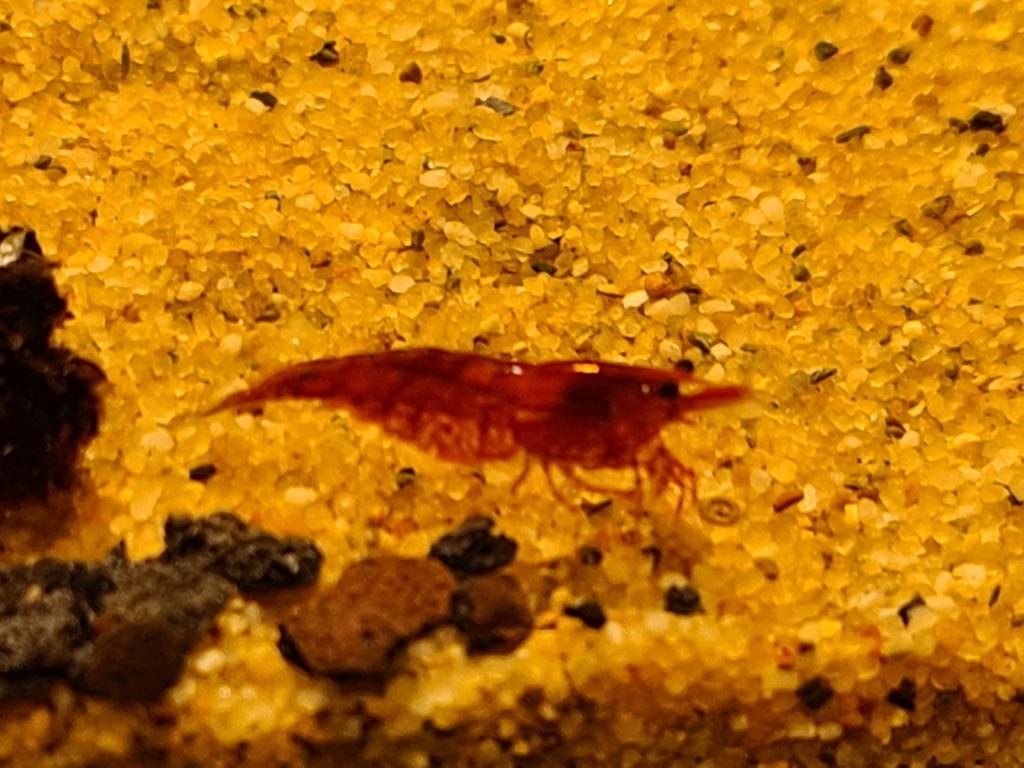 Crevettes au feu