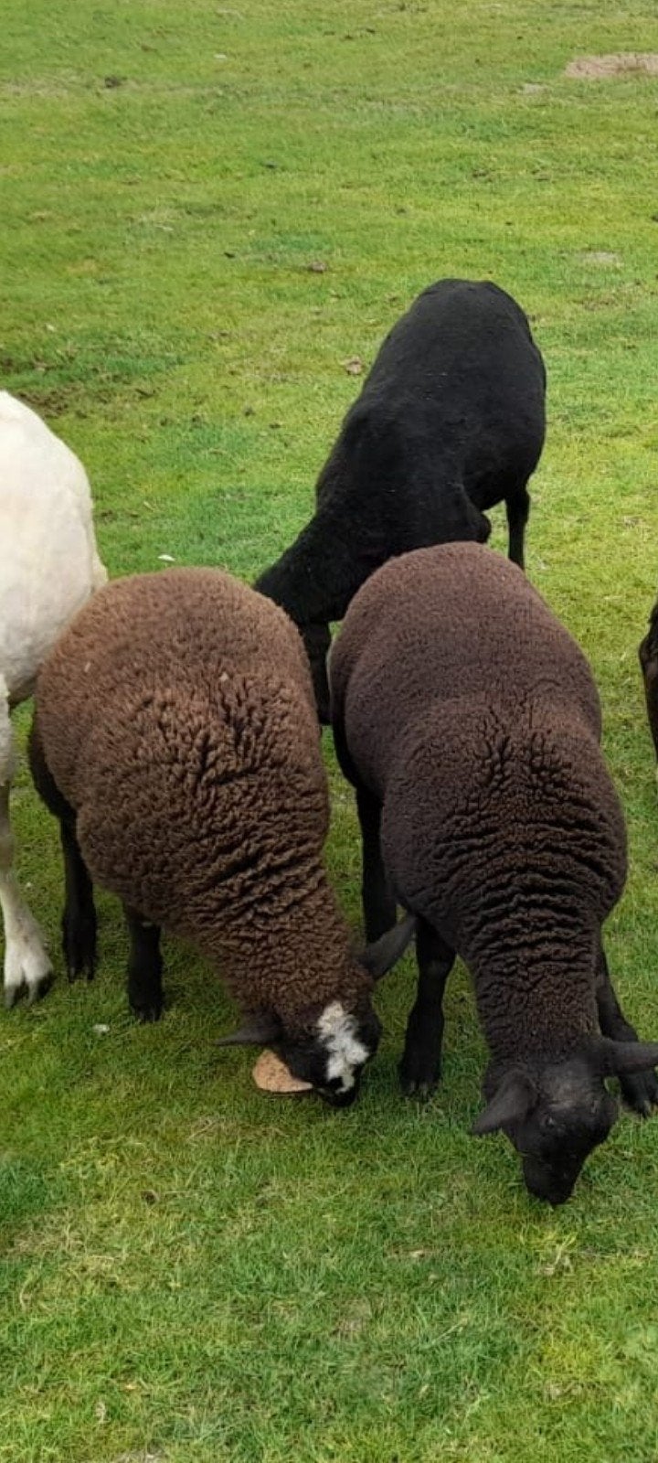 2 jonge bokjes, Dieren en Toebehoren, Schapen, Geiten en Varkens