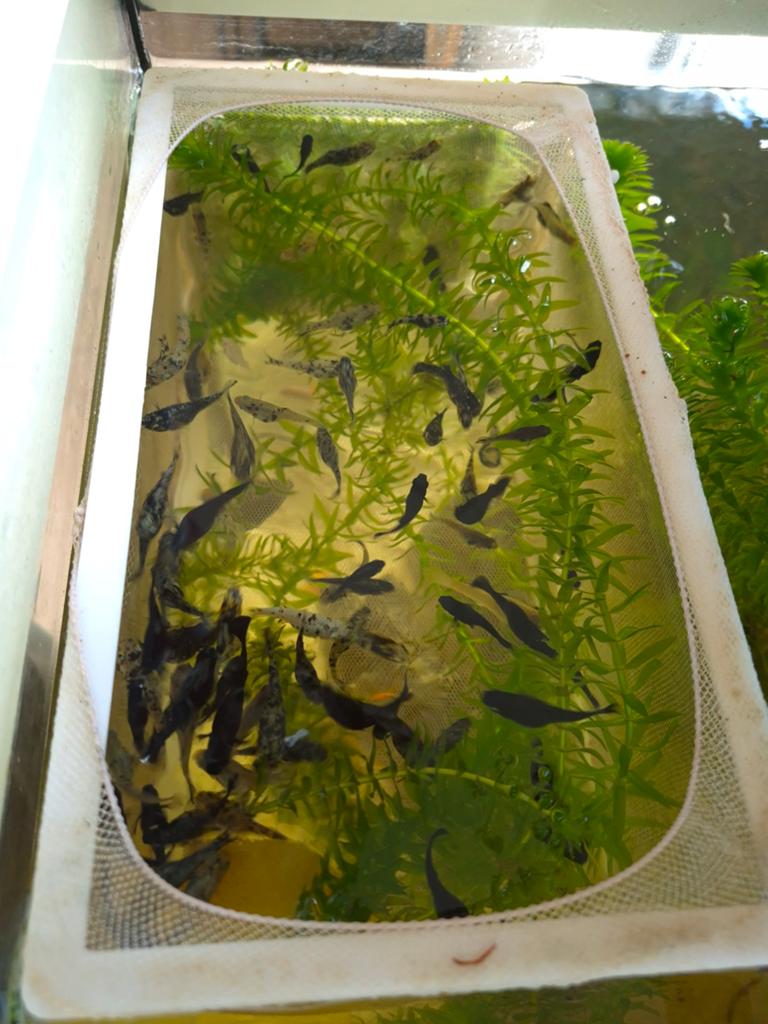 Molly's te koop, Poisson, Poisson d'eau douce