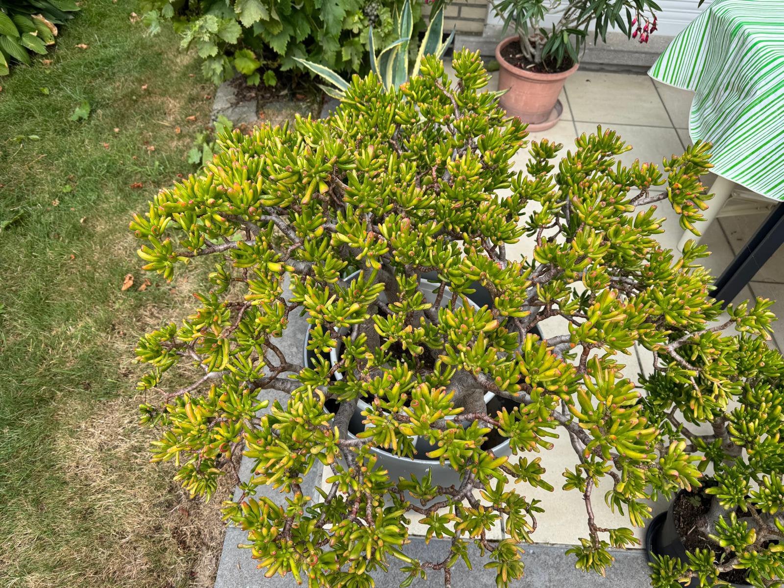 Crassula Plant, Tuin en Terras, Ophalen, Minder dan 100 cm