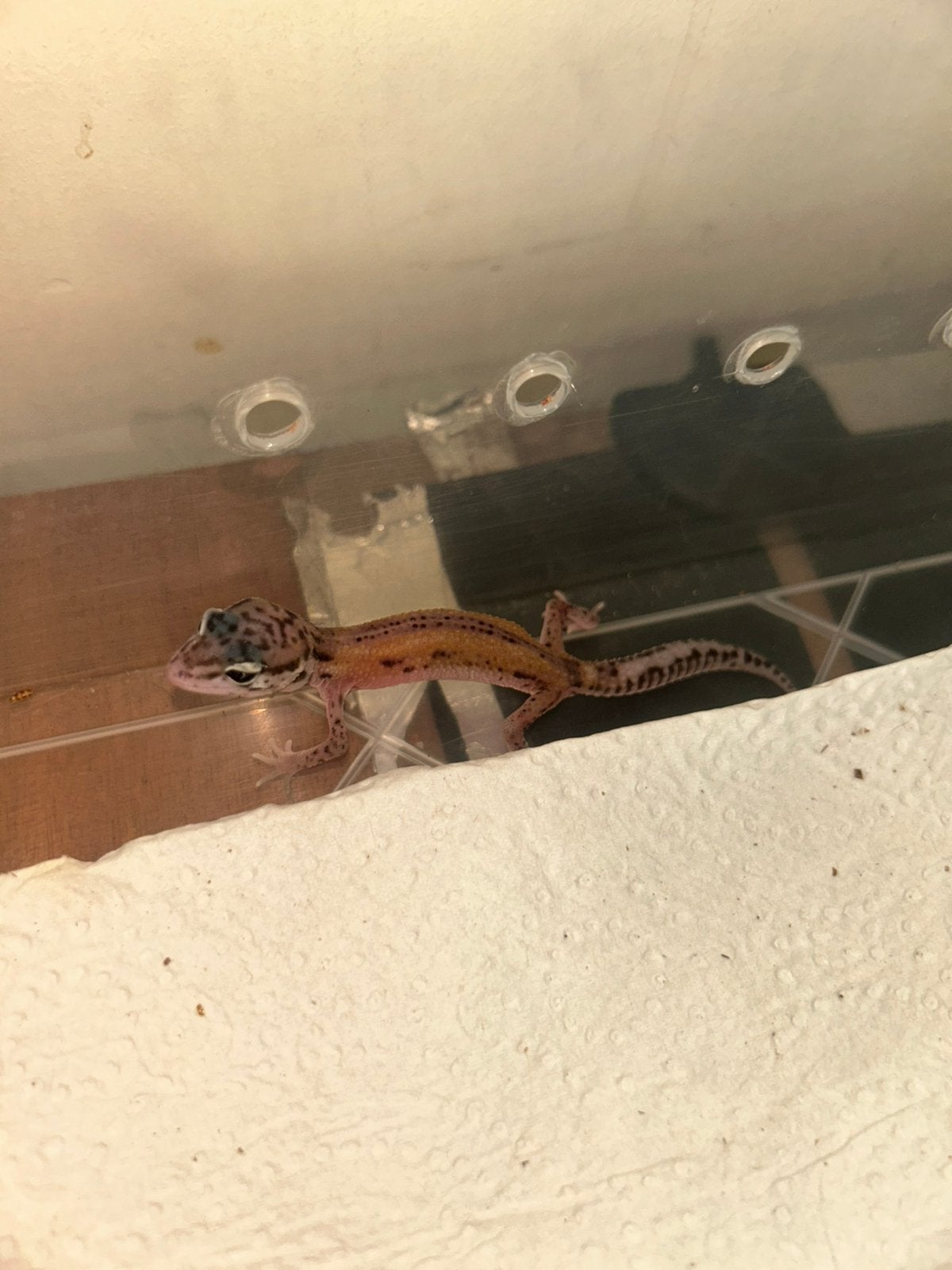 Gecko loepaord, Lézard, Domestique, 0 à 2 ans