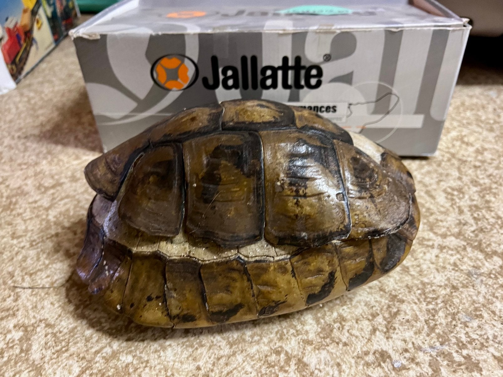 coquille de tortue, Tortue
