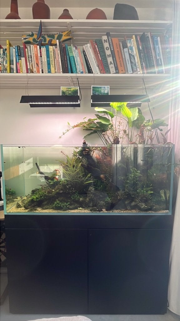 Complete ADA aquarium, Ophalen, Overige merken, Inclusief vissen, Gevuld zoetwateraquarium