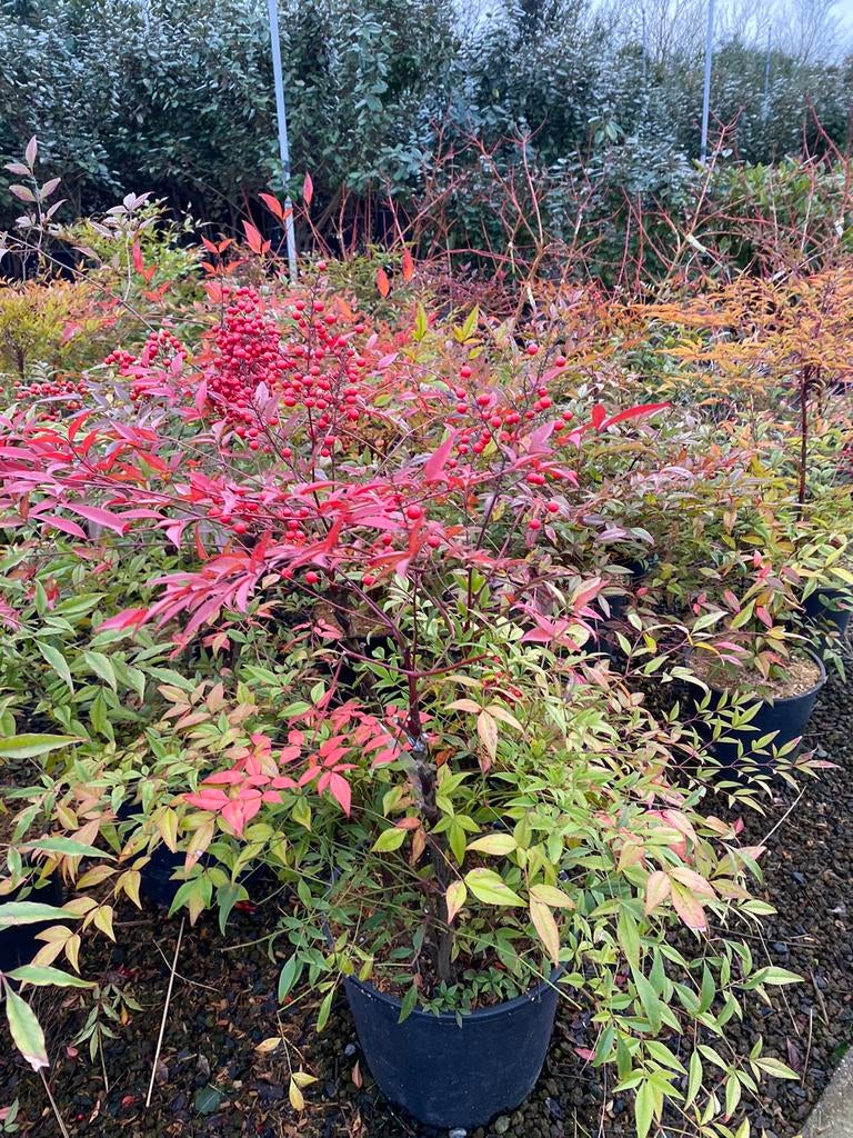 Nandina domestica, Hagen en sierheesters, Enlèvement, Plante fixe, Mi-ombre