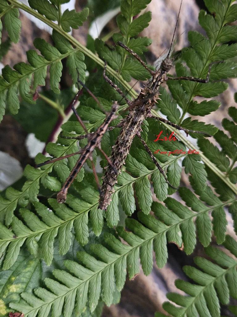 Phasmes Andropromachus scutatus, Phasme