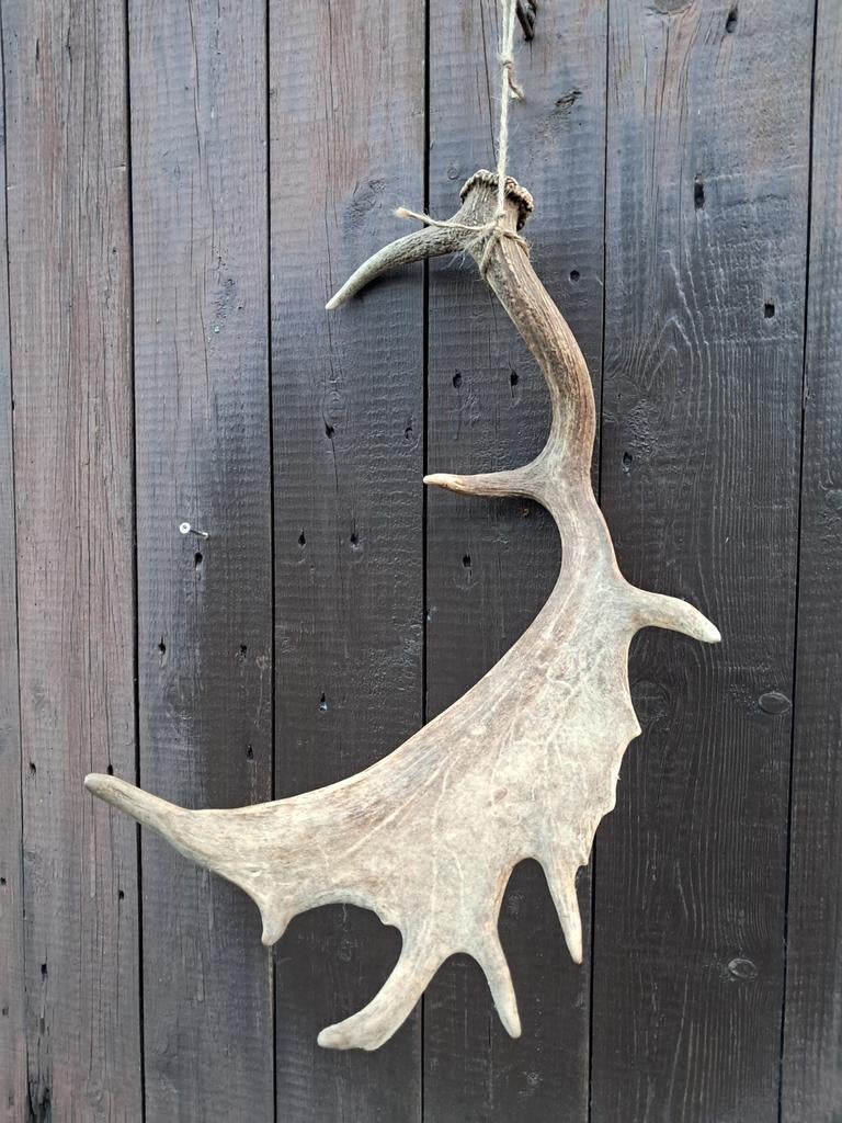 Damhert geweistang. 60cm. Hert landelijk decoratief, Verzamelen, Dierenverzamelingen, Ophalen of Verzenden, Zo goed als nieuw