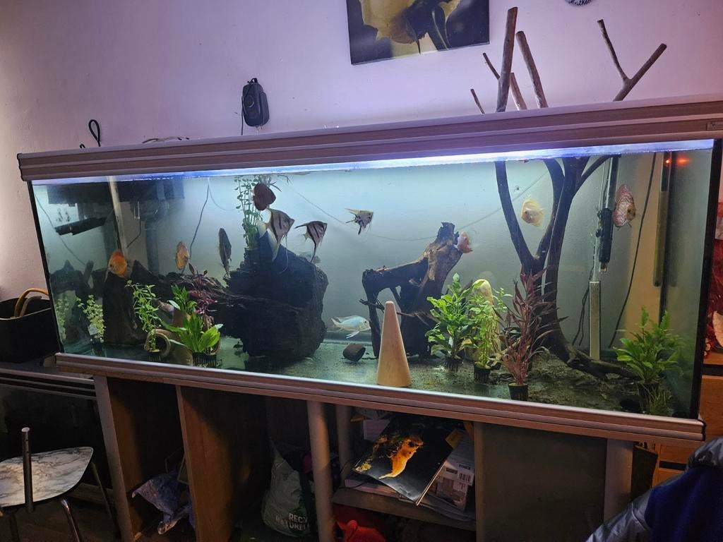 Aquarium complet, Enlèvement