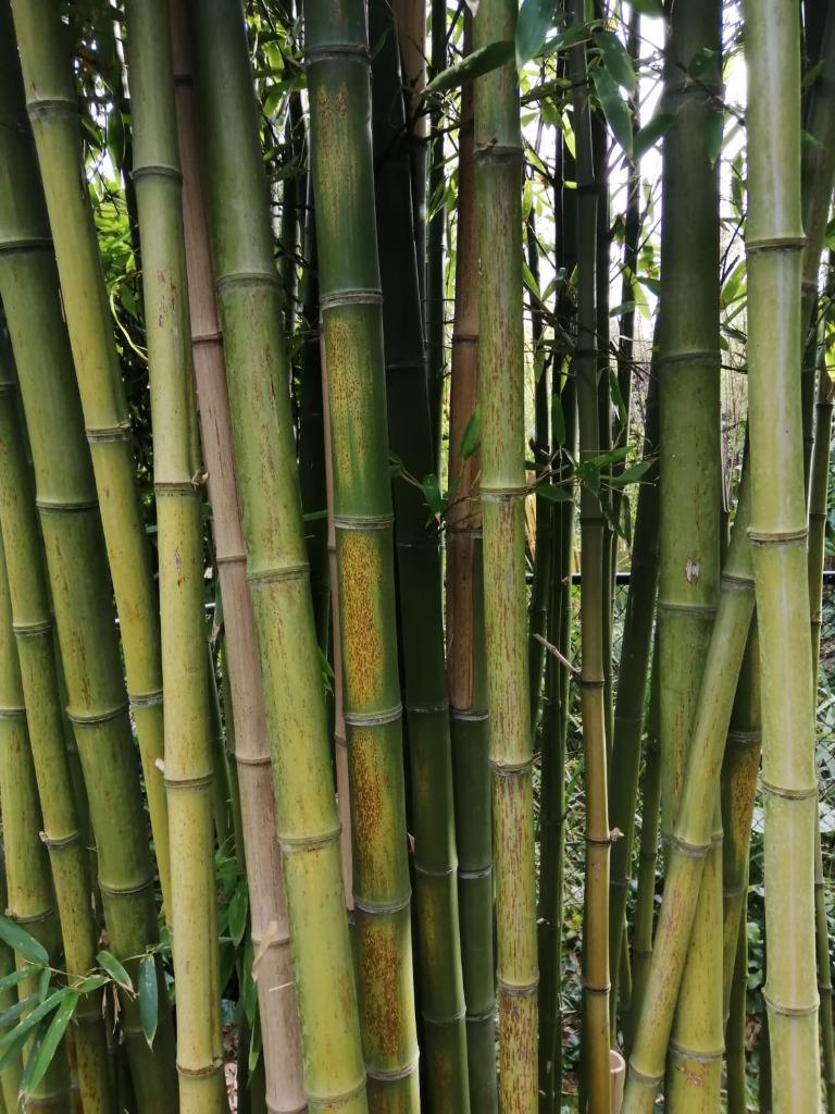 bamboestokken voor alle doeleinden, Ophalen