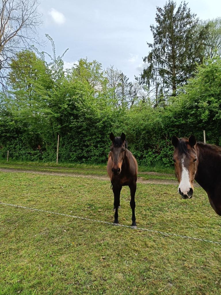 6-jarige PRE ruin te koop, Animaux & Accessoires, Chevaux, Hongre, Non dressé, Moins de 160 cm, 3 à 6 ans, Avec pedigree, Avec puce électronique