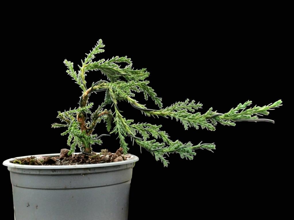 chamaecyparis ellwoodii - Pre bonsai, Ophalen of Verzenden