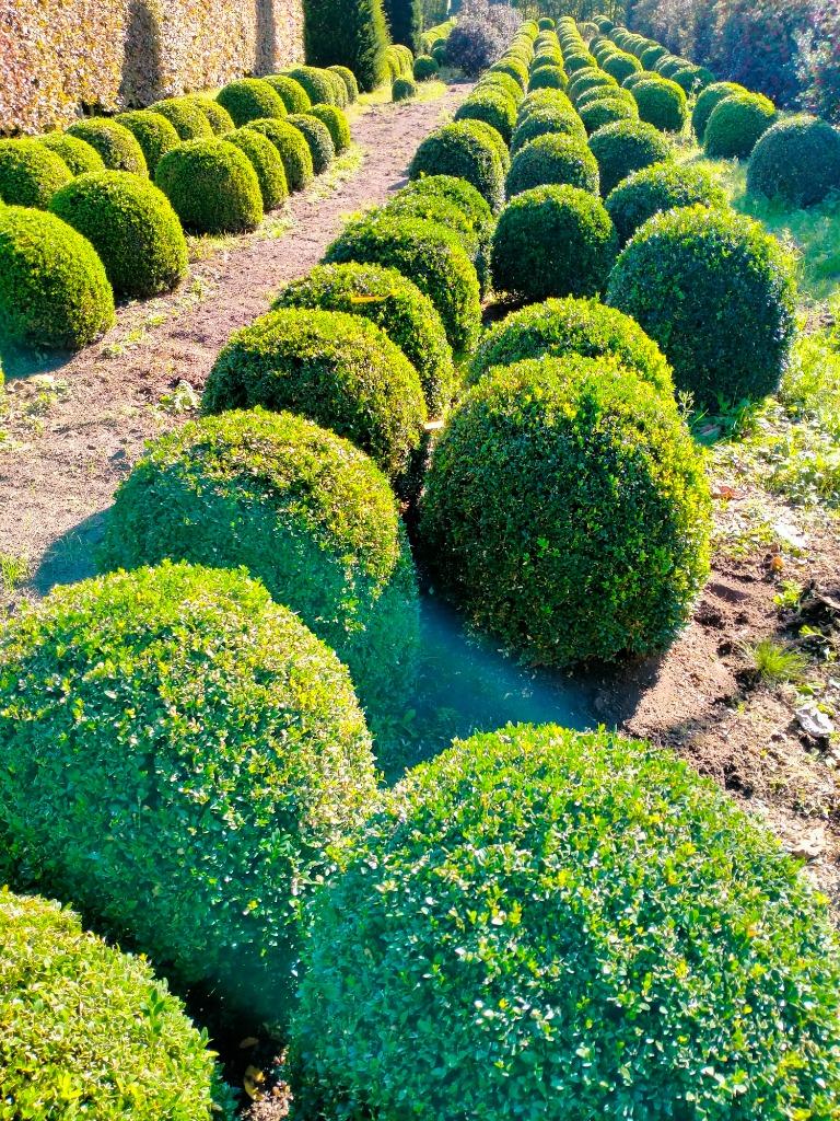 buxusbollen, Tuin en Terras, Ophalen