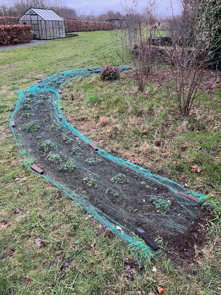 Aardbei planten, Ophalen, Zomer, Vaste plant, Fruitplanten