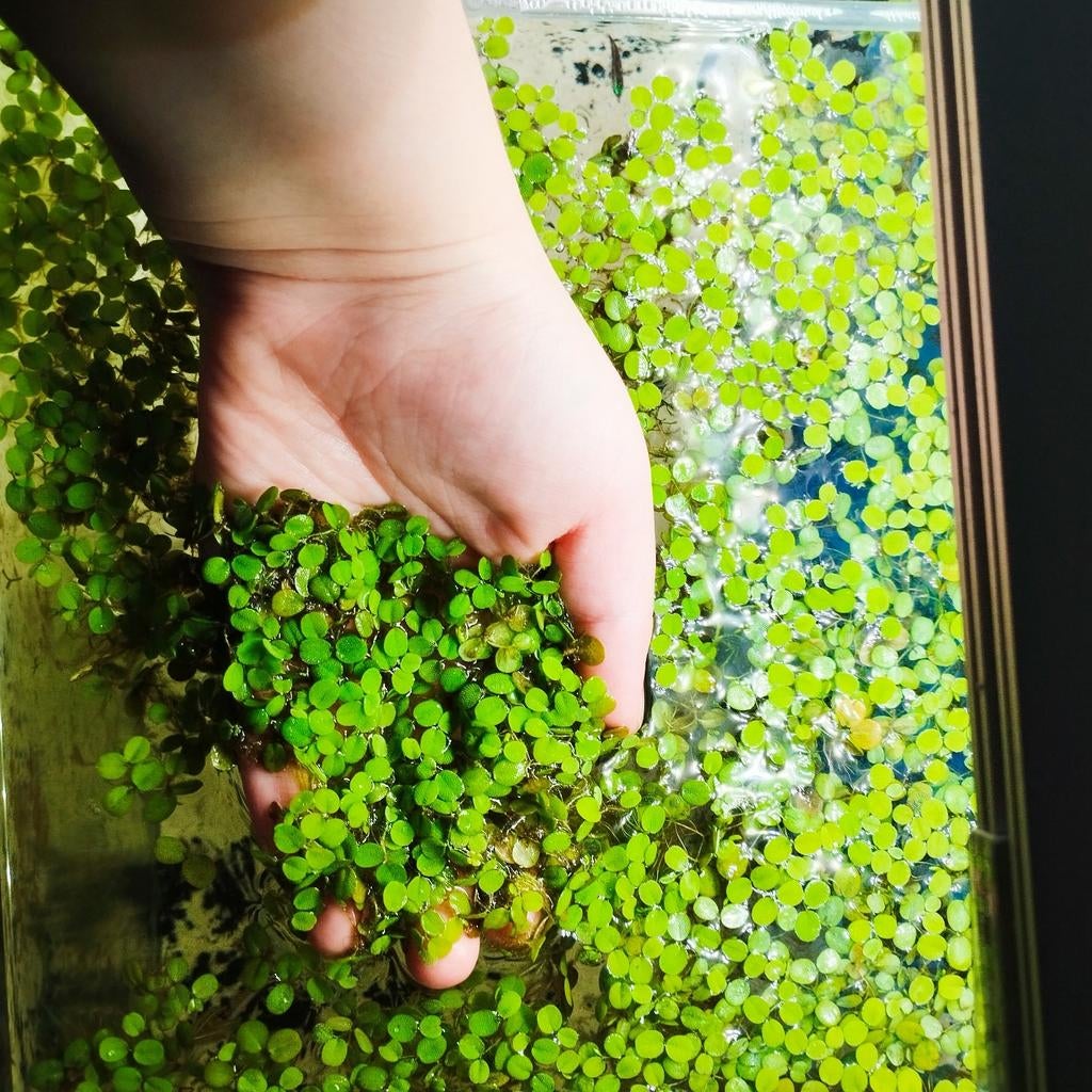 Handvol Salvinia Minima, Animaux & Accessoires, Poissons | Poissons d'aquarium, Autres types, Poisson d'eau douce