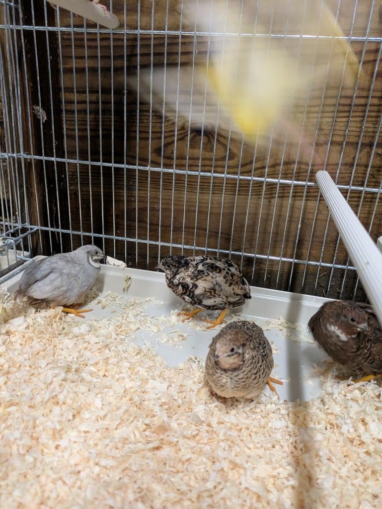 Chinese dwergkwartel, Dieren en Toebehoren, Vogels | Overige Vogels