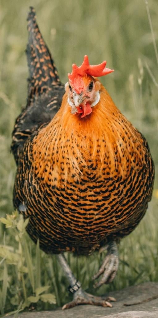 Goudbrakel kippen jonge hennen beschikbaar, Dieren en Toebehoren, Pluimvee, Vrouwelijk, Kip