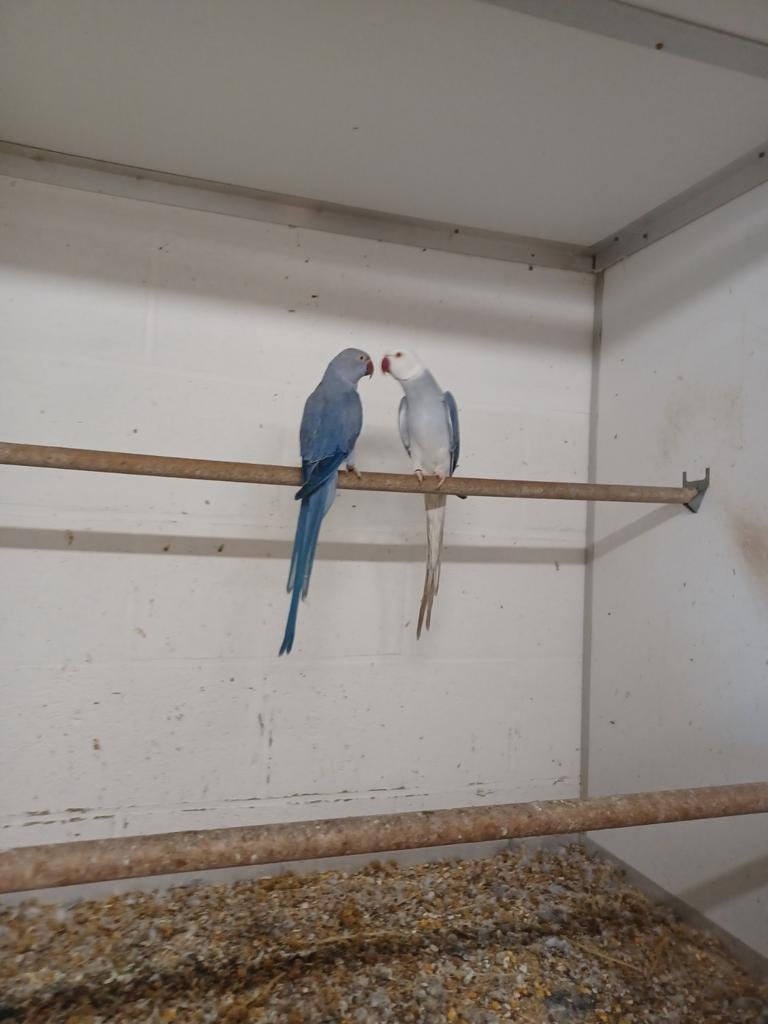 Te koop  halsbandparkieten, Meerdere dieren, Parkiet, Geringd