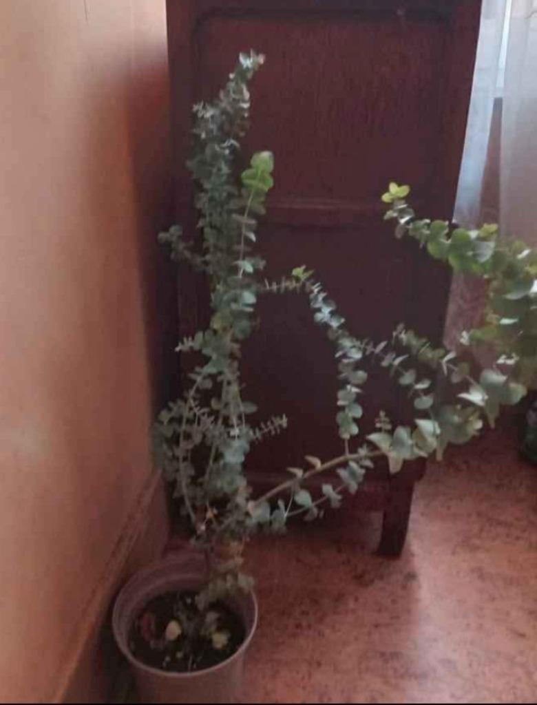 Eucalyptus, Ophalen