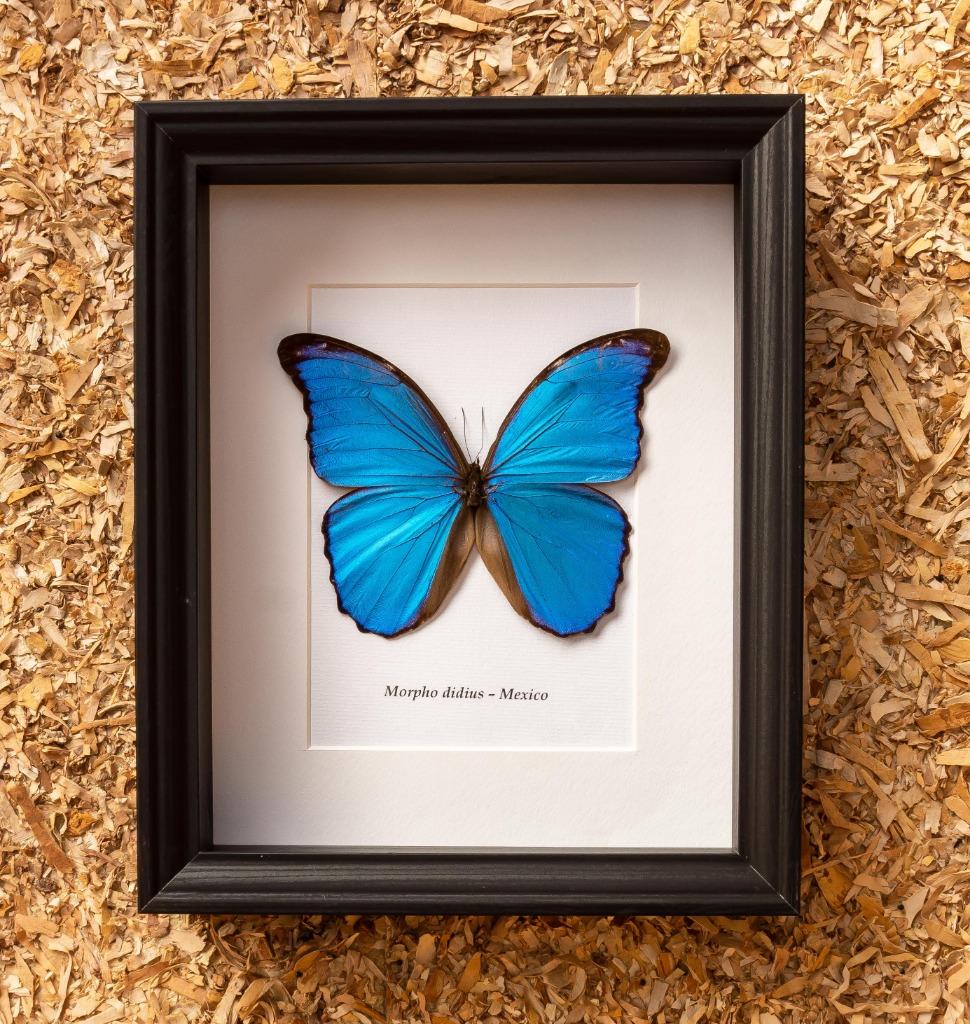 MORPHO in kader, Enlèvement ou Envoi, Neuf, Reptile ou Amphibien, Animal empaillé