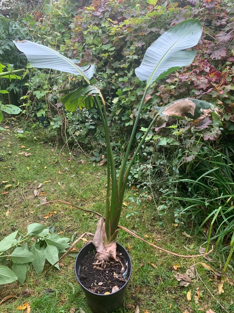Strelitzia  Nicolai plant 1m75, Enlèvement