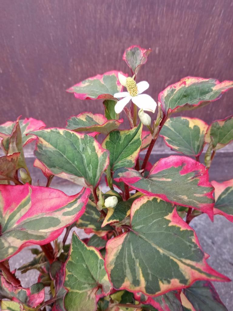 houttuynia cordata chameleon moerasanemoon, Tuin en Terras, Planten | Tuinplanten, Ophalen, Volle zon, Vaste plant, Zomer