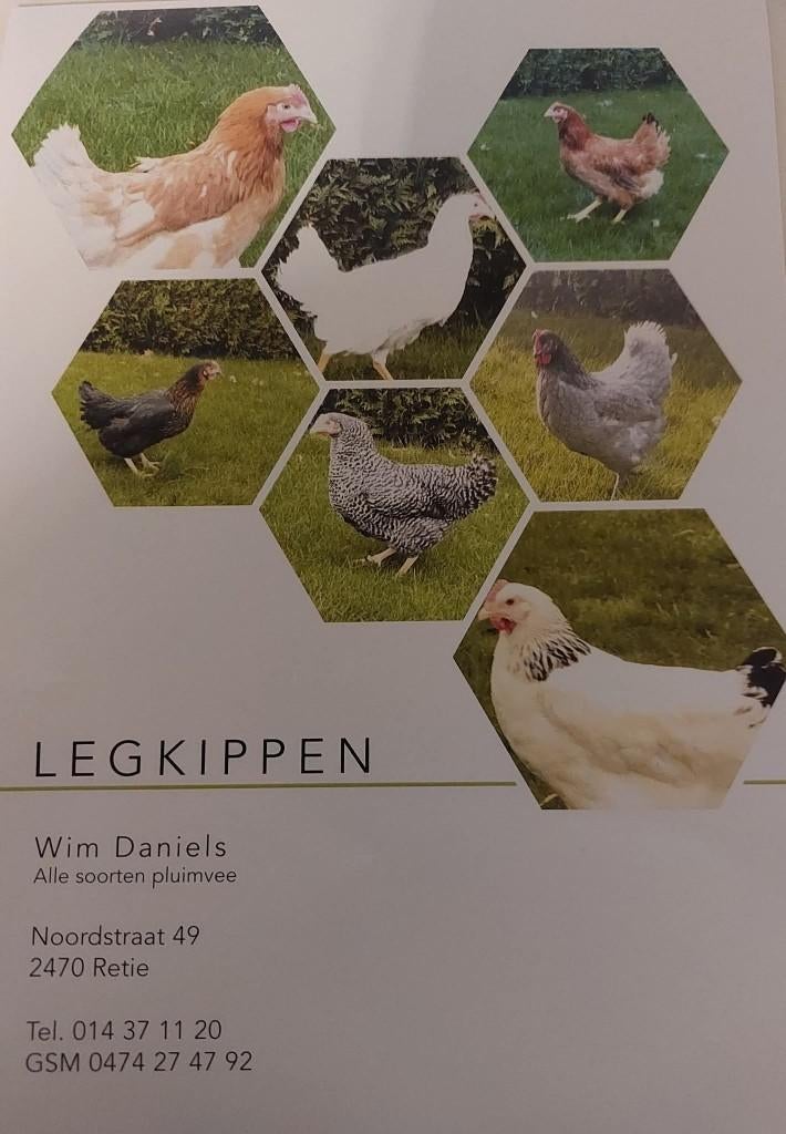 Legkippen te koop, Poule ou poulet