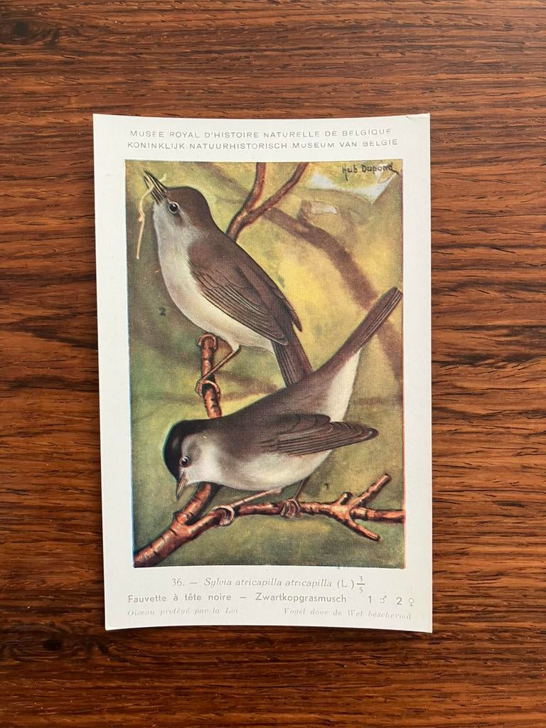 Vogels der Belgische Fauna Nr. 36 zwartkopgrasmusch, Collections, Cartes postales | Animaux, Enlèvement ou Envoi, 1940 à 1960