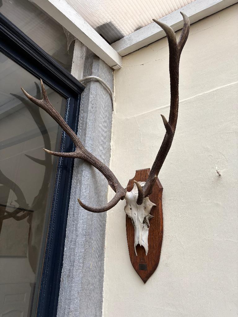 trophée de chasse, Enlèvement