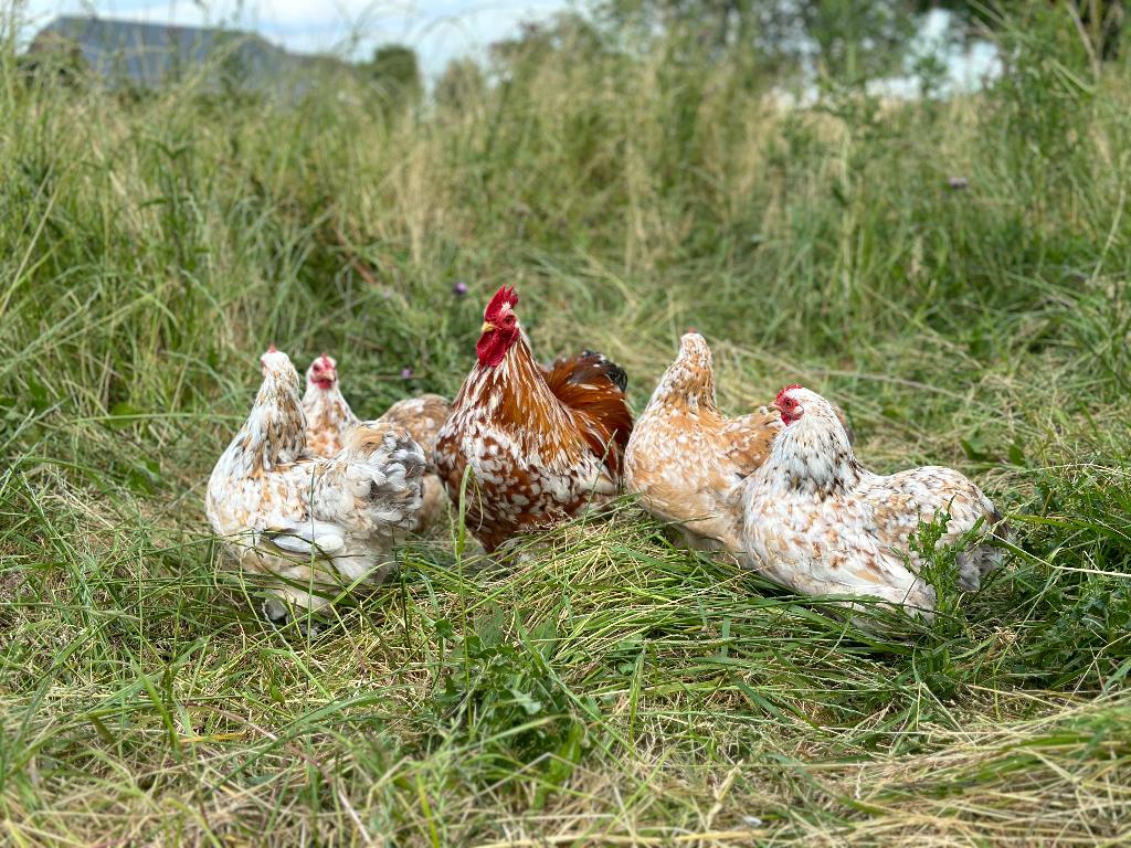Cochin kriel porselein blauw getekend gesekst en ingeënt, Dieren en Toebehoren, Pluimvee, Vrouwelijk, Kip