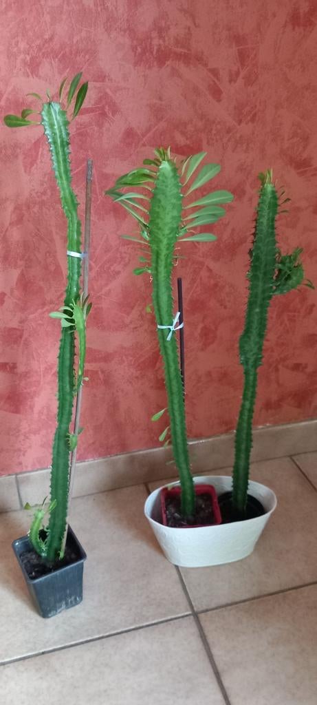 Planten voor binnen, Huis en Inrichting, Kamerplanten, Vetplant, Minder dan 100 cm, Groene kamerplant, Halfschaduw
