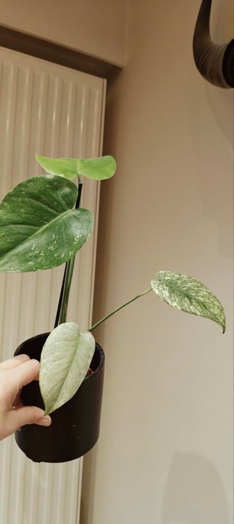 monstera mint, Ophalen