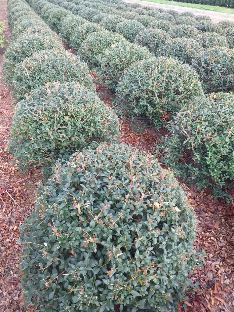 Osmanthus Bolvorm, Tuin en Terras, Planten | Struiken en Hagen, Taxus, Ophalen