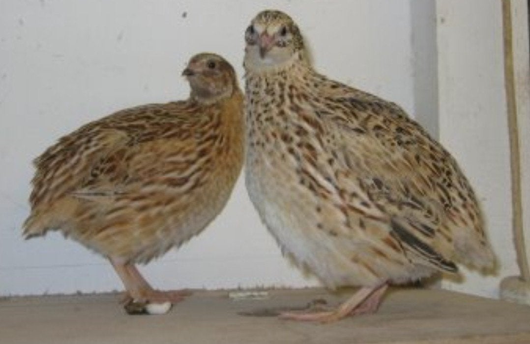 Japanse kwartel hennen, Dieren en Toebehoren, Pluimvee