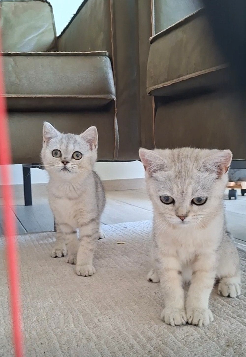 britse korthaar kittens, Plusieurs animaux, Vermifugé, 0 à 2 ans