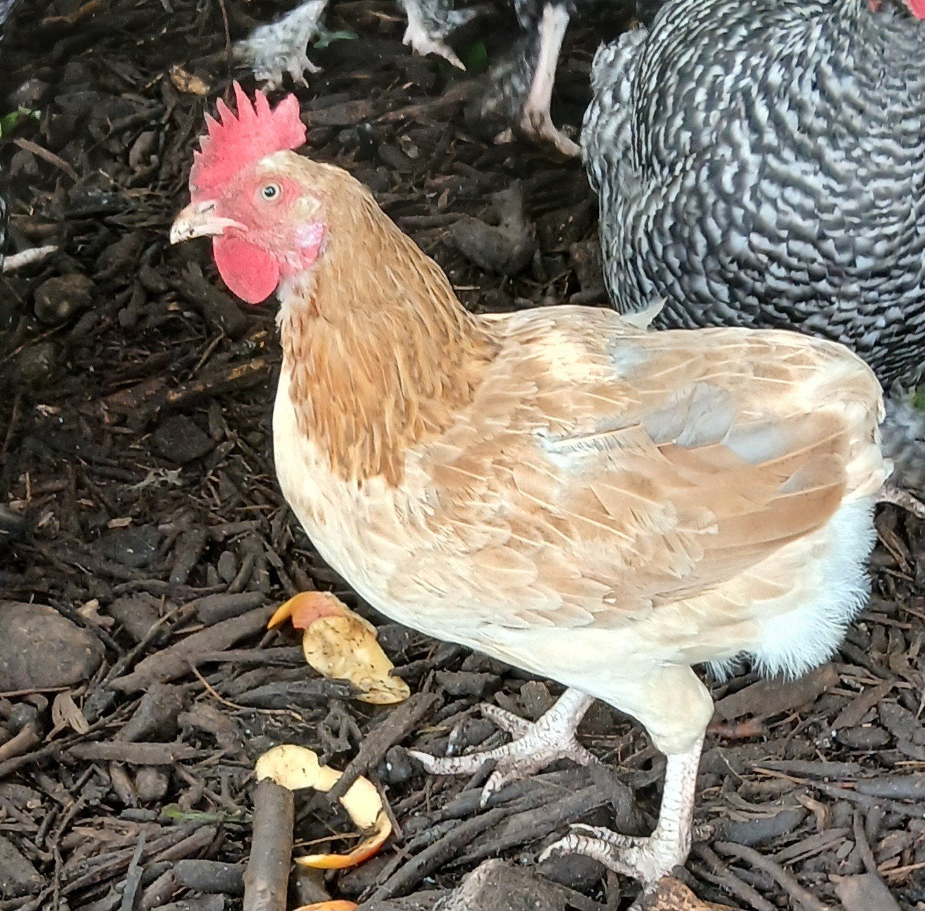 Araucana blauwetarwe x legkip kruising, Dieren en Toebehoren