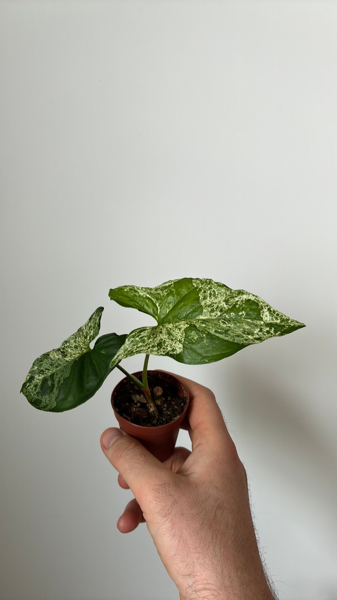Syngonium mottled mojito, Ophalen