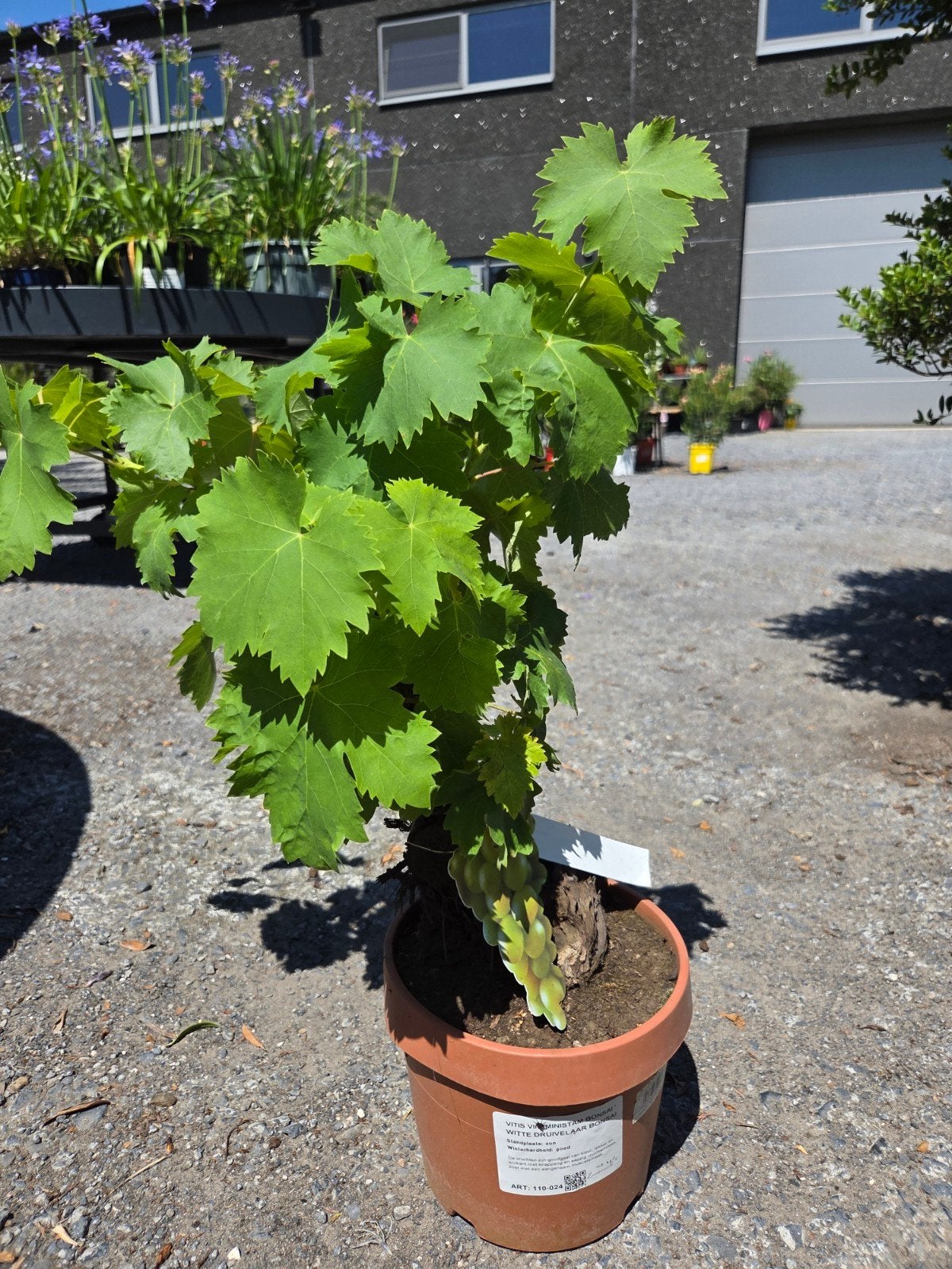Druivelaar Vitis Vinifera Bonsai, Ophalen