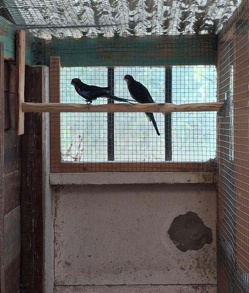 Rosella Koppel Zwart, Meerdere dieren, Parkiet, Geringd