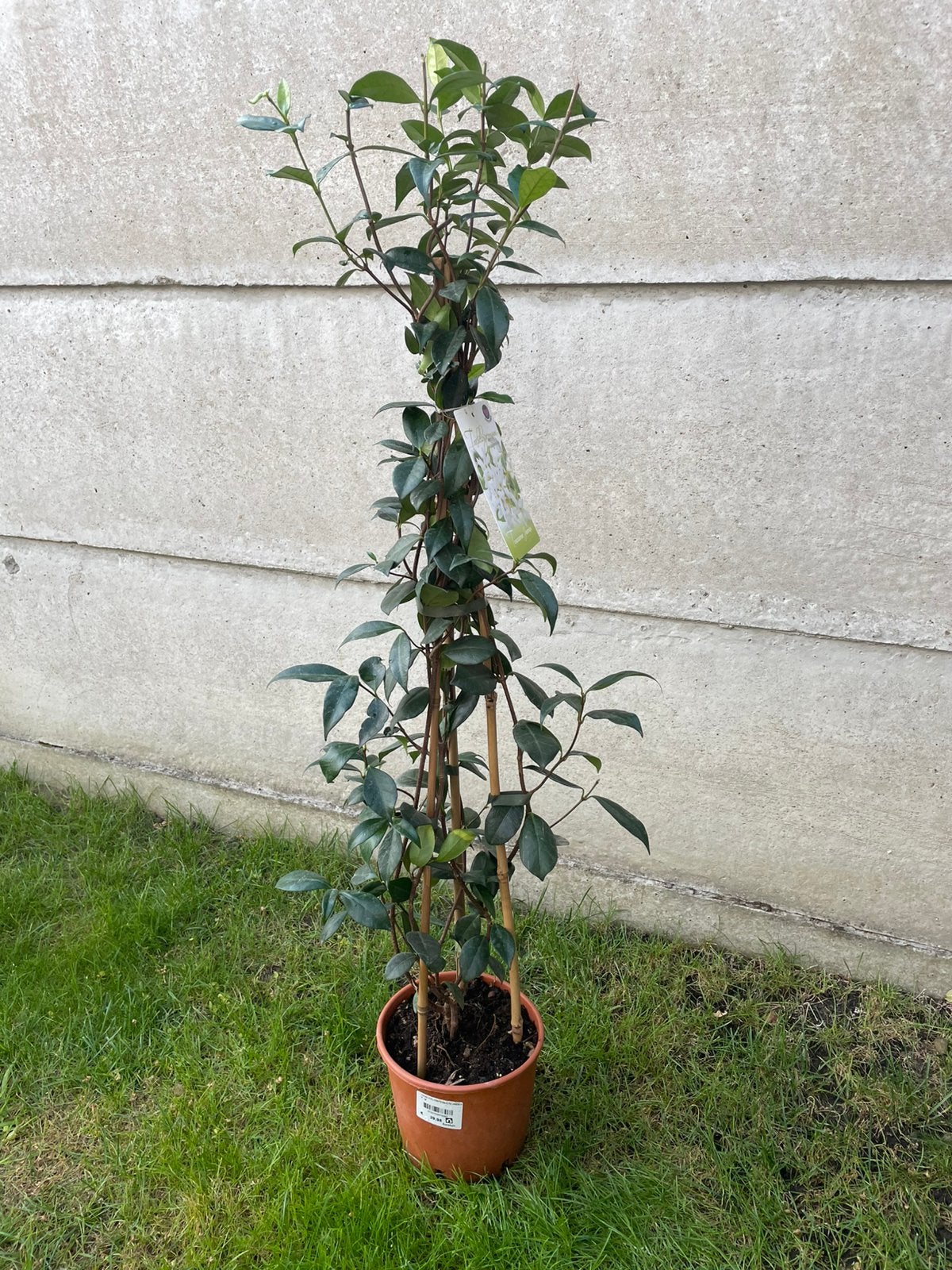 Toscaanse jasmijn, Jardin & Terrasse, Enlèvement
