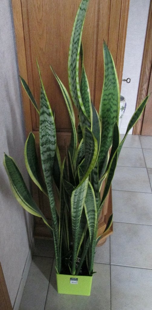 Sanseveria ( vrouwentongen), Ophalen, 100 tot 150 cm, Overige soorten, Halfschaduw