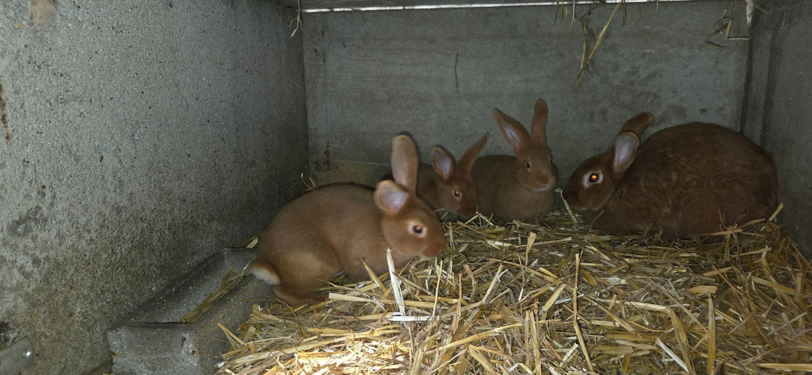 1 Mâle fauve de bourgogne et croisés, Animaux & Accessoires, Juin, Mâle