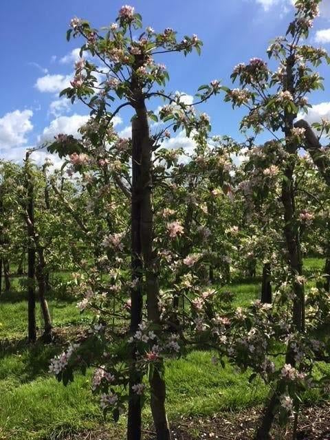 Oude Appelboom ‘Malus Elstar’ – Direct Vruchten aan de Boom, Tuin en Terras, Ophalen of Verzenden