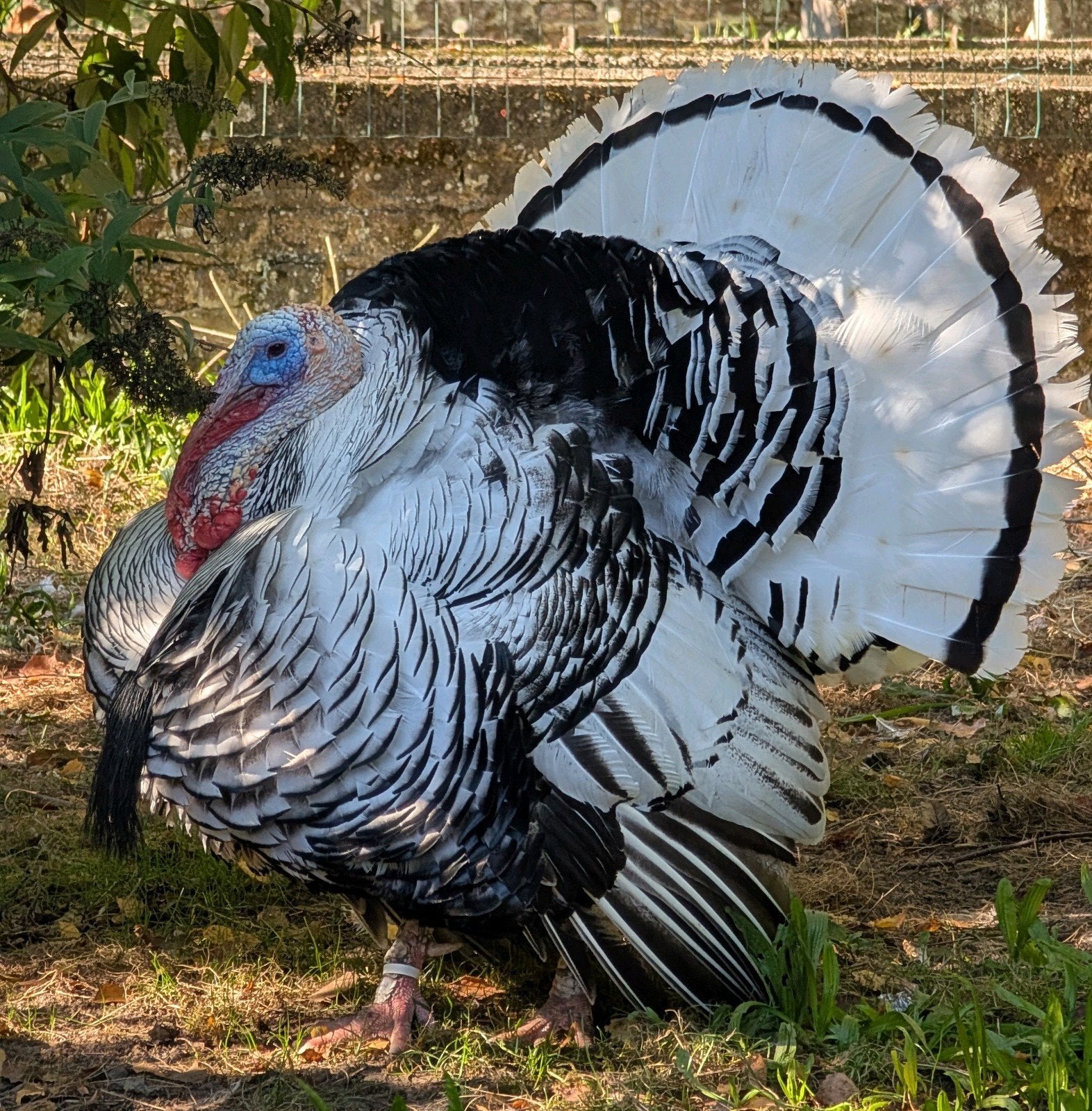 Dindon de Ronquières, Dinde