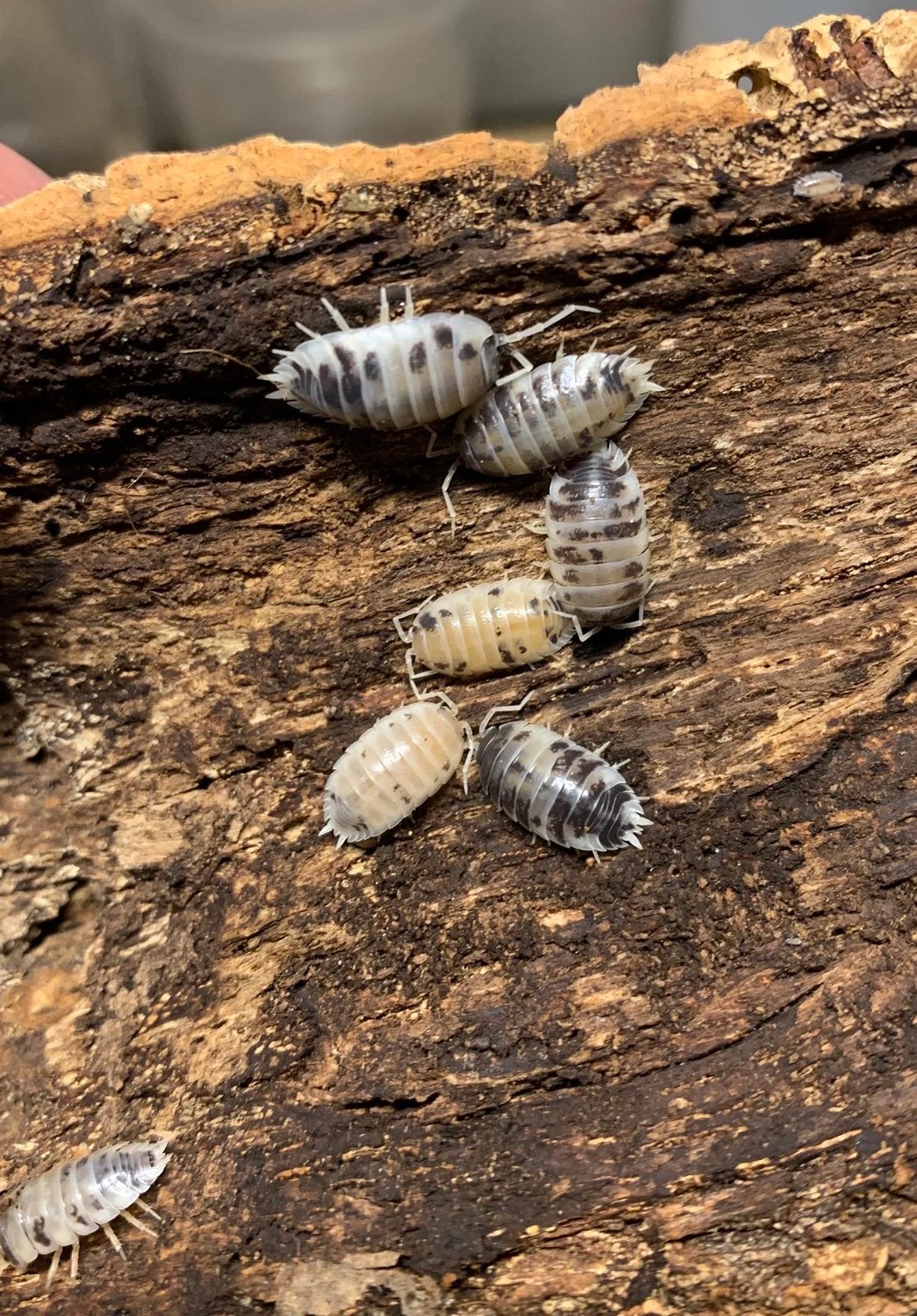 Isopods clean up crew, Dieren en Toebehoren