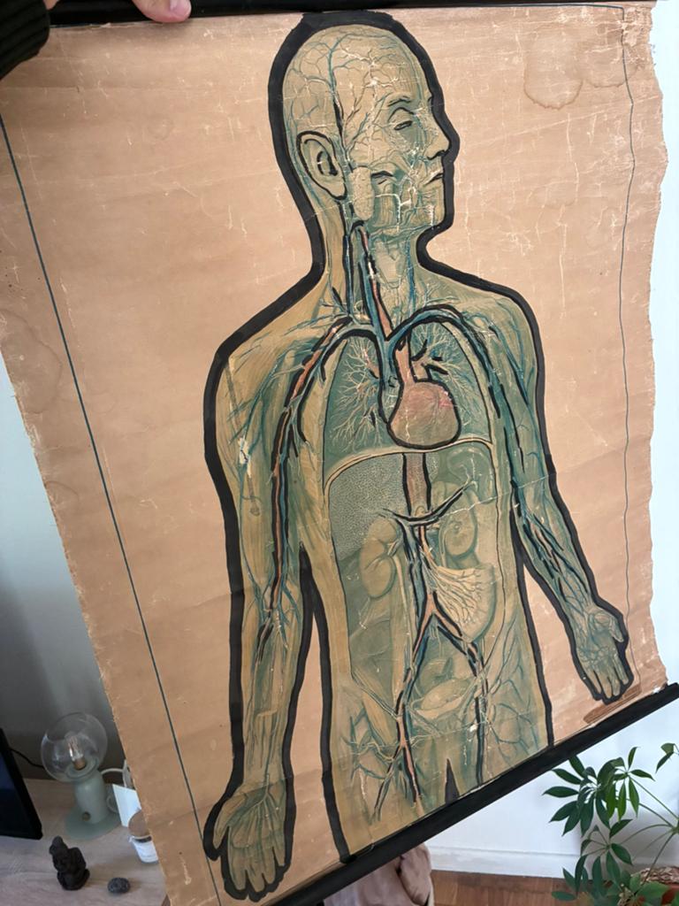 Oude anatomische schoolkaart, Antiek en Kunst, Antiek | Schoolplaten, Ophalen